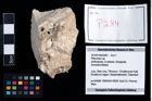 Foto (Objekt + Etikett) von Pithonoton sp.  (NHMW-GEO-2014-0194-0284)